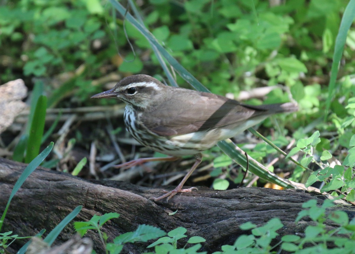 Louisiana Waterthrush - ML616445336
