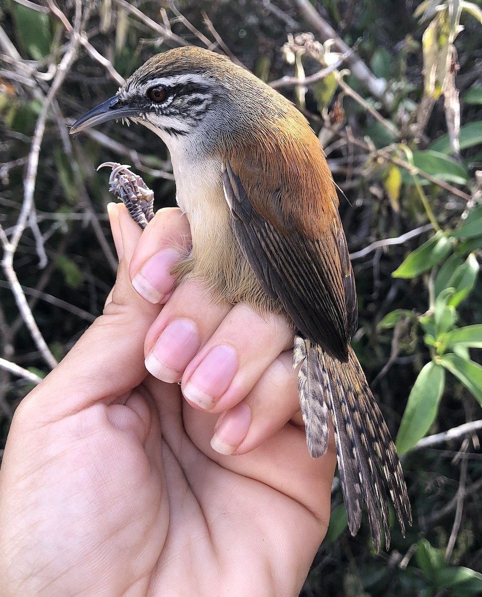 Moustached Wren - ML616445381