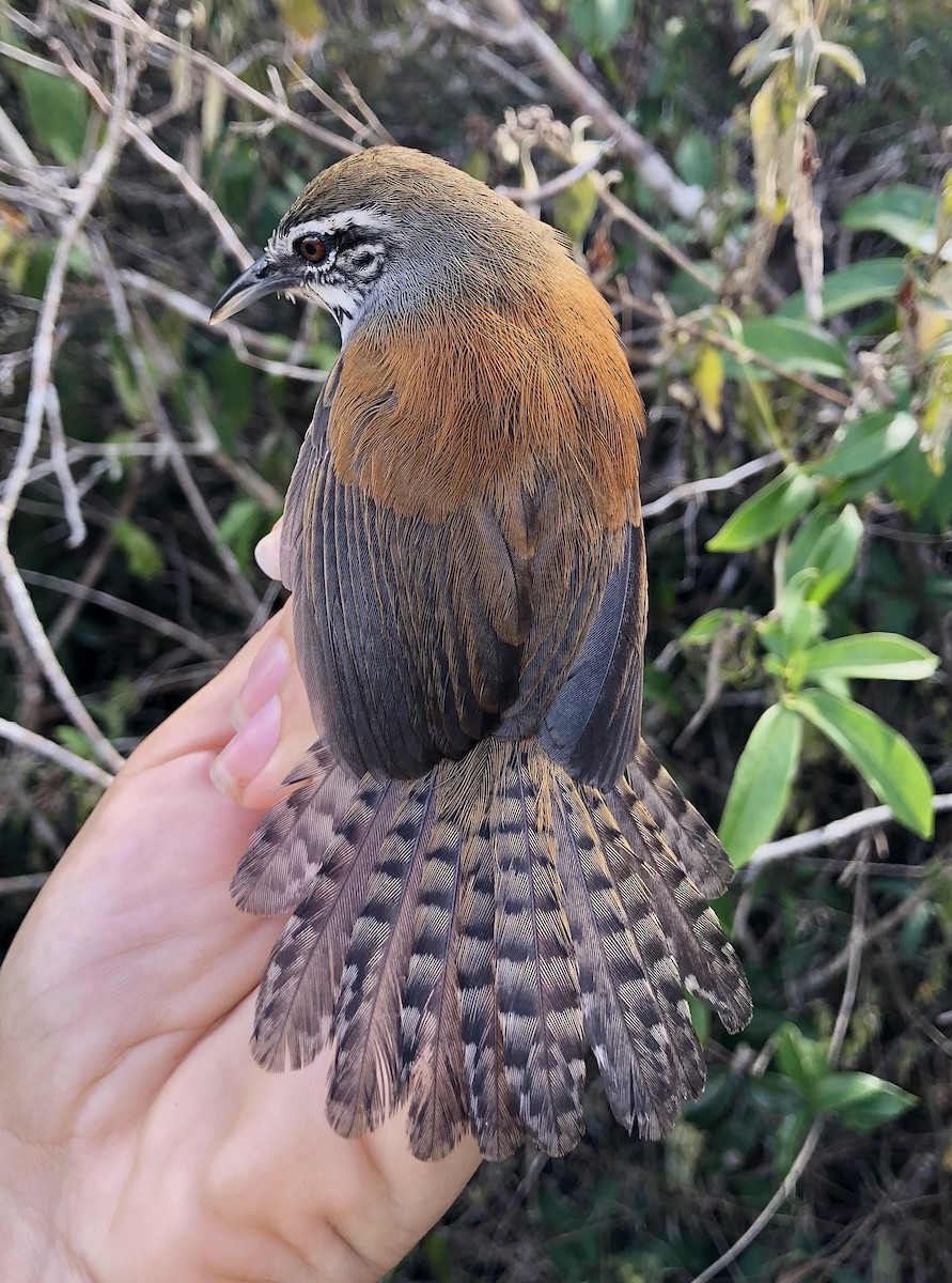 Moustached Wren - ML616445382