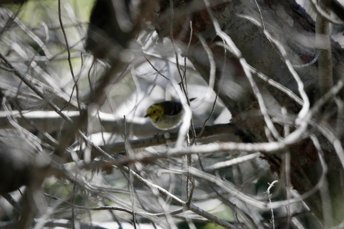 Hermit Warbler - Rosa McGuire