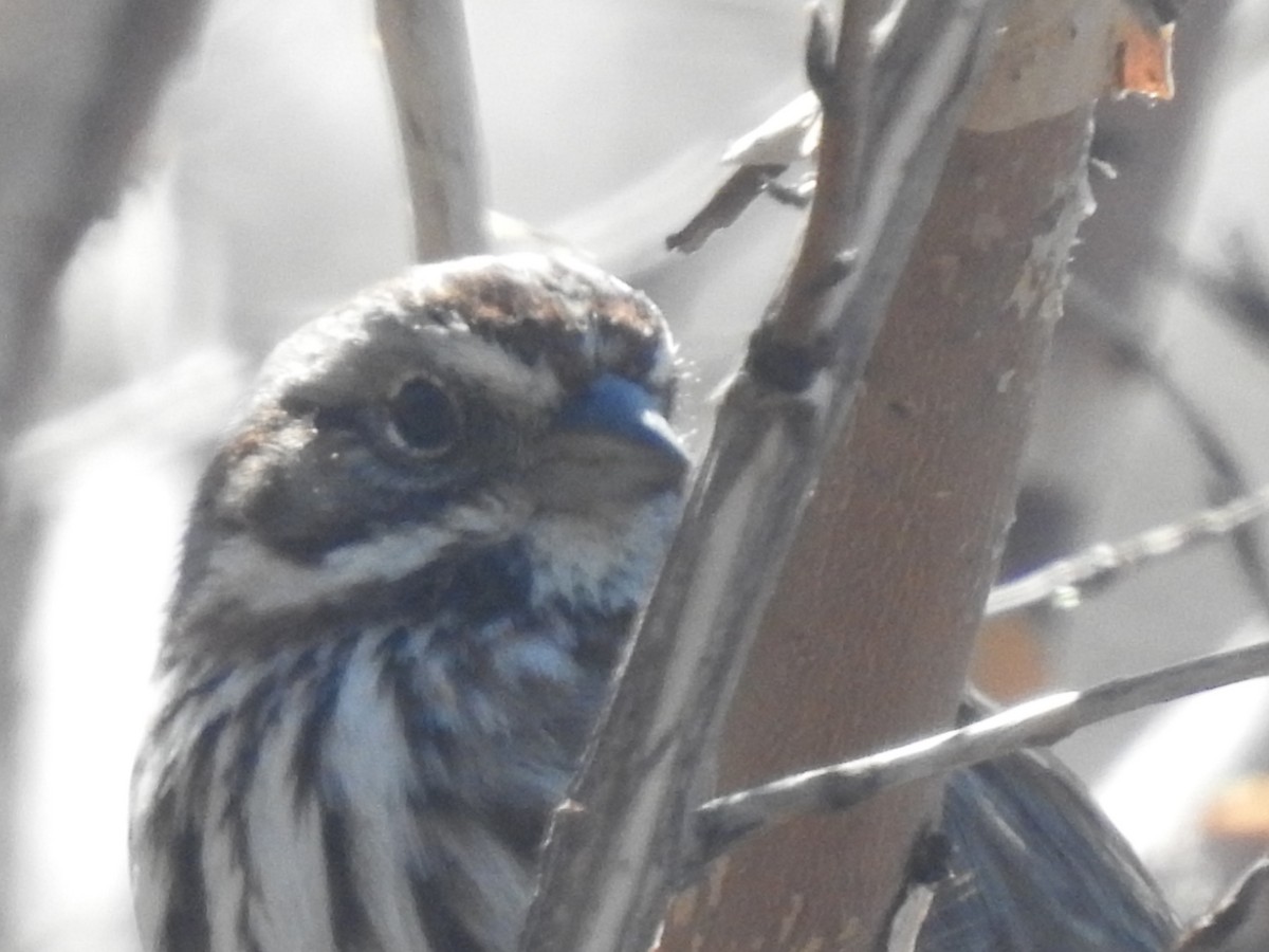 Song Sparrow - John Adams