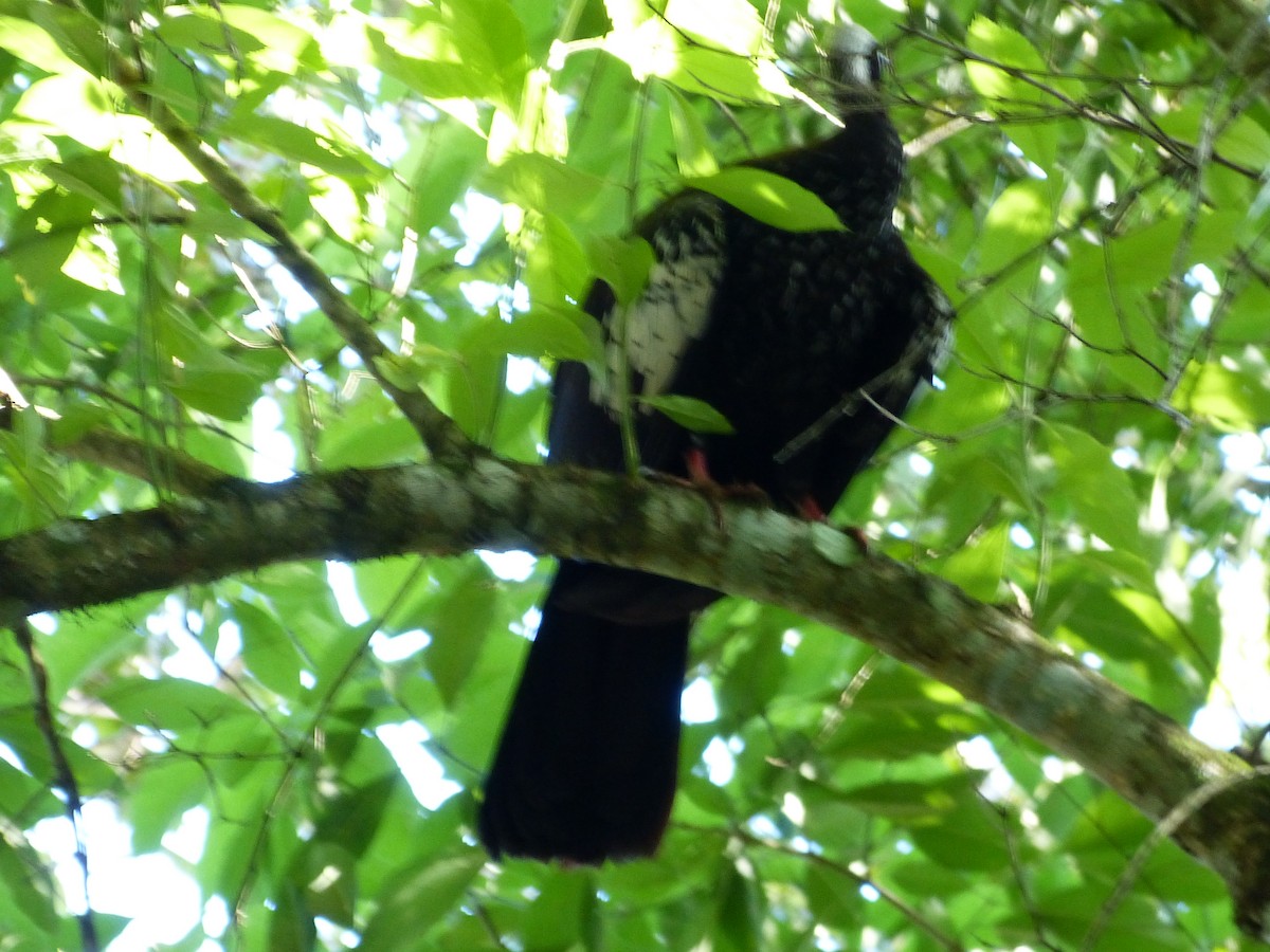 Black-fronted Piping-Guan - ML616445609