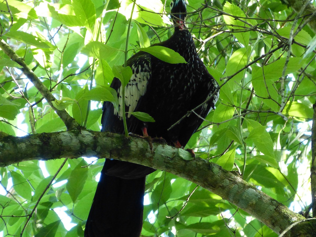 Black-fronted Piping-Guan - ML616445610