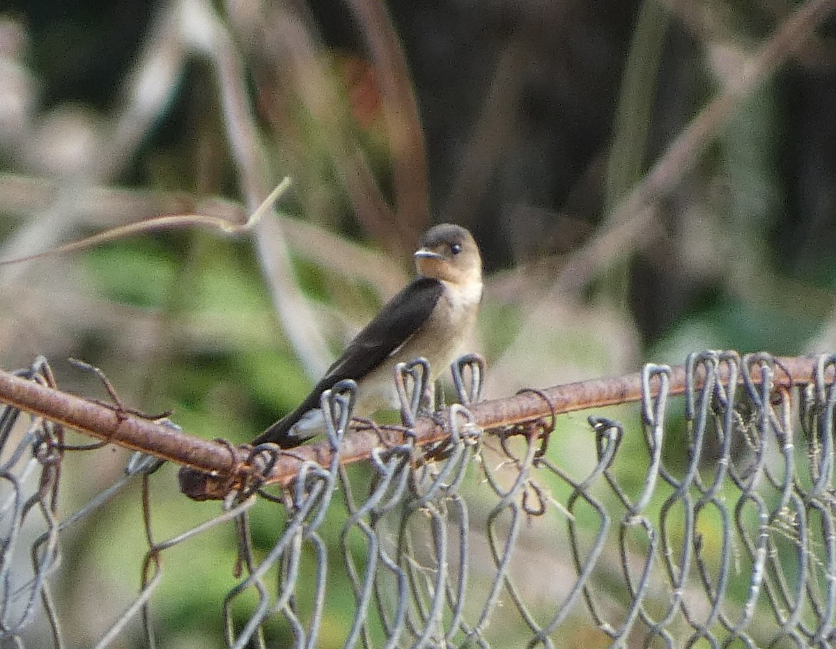 Southern Rough-winged Swallow - ML616445645