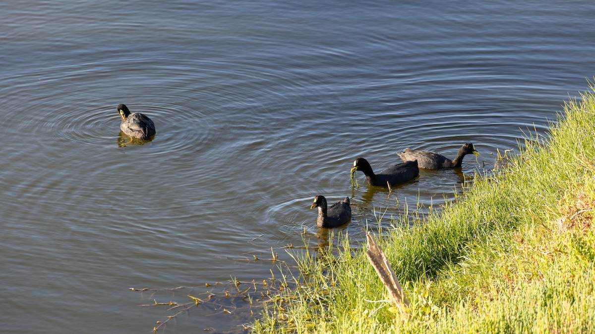 Red-gartered Coot - ML616445701