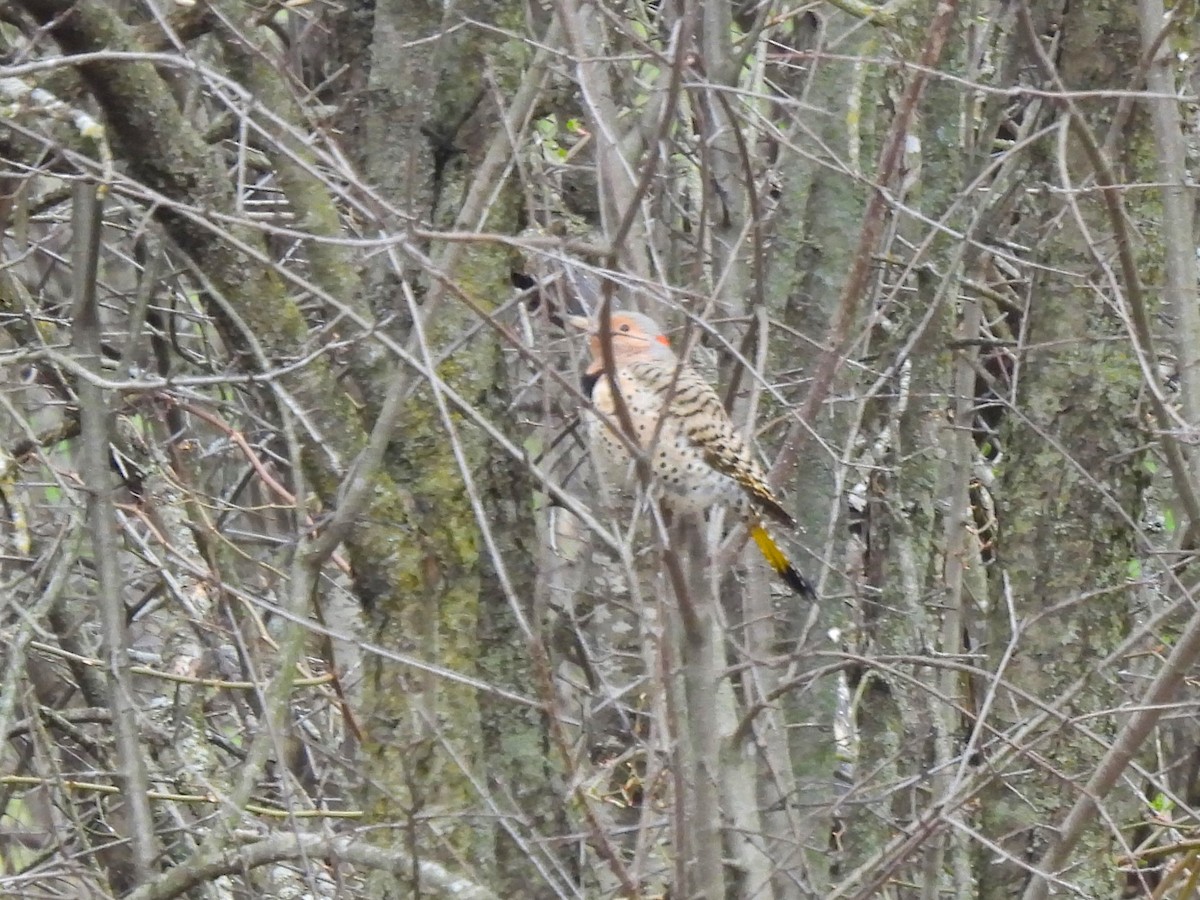 Northern Flicker - James Jarosz