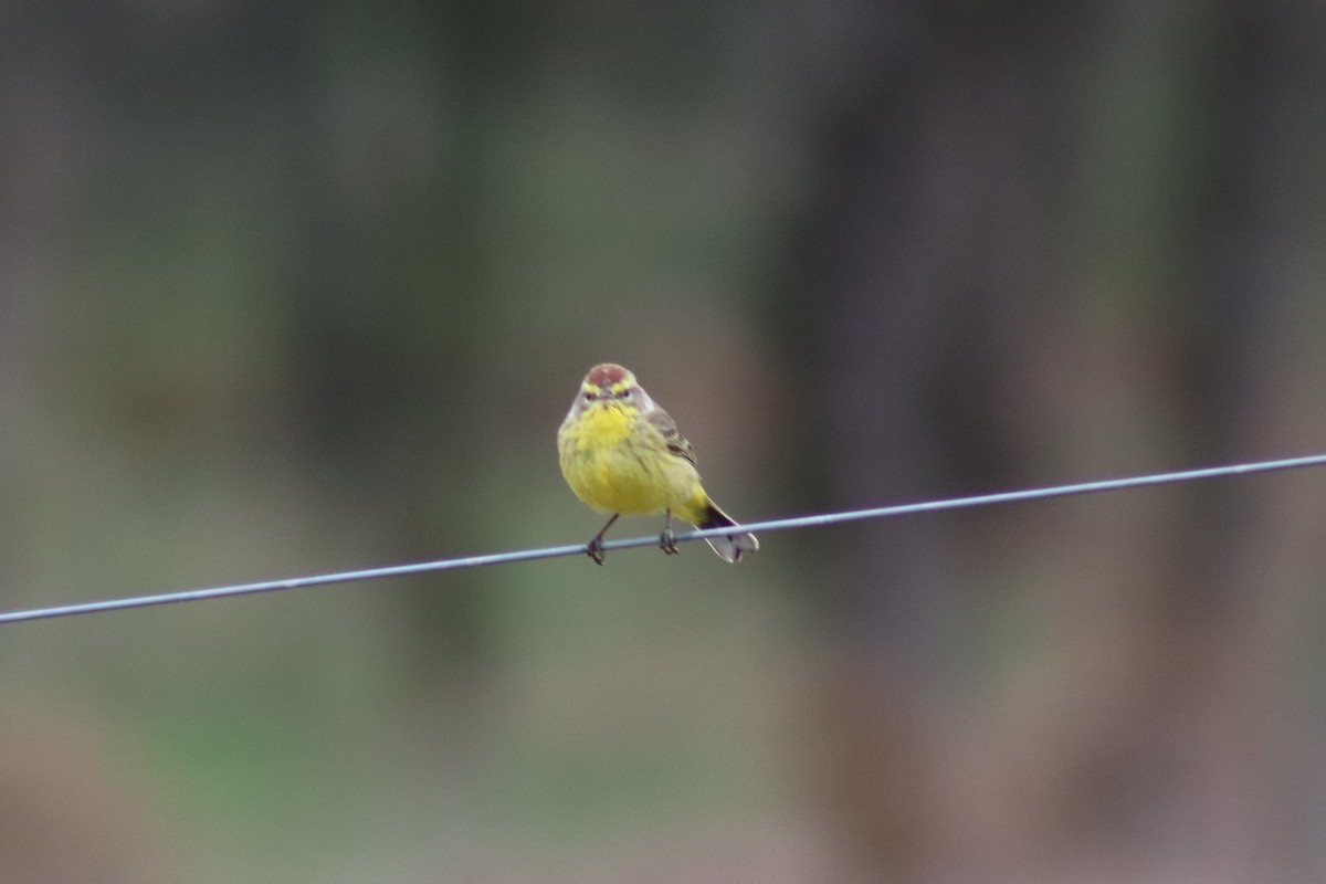 Palm Warbler - ML616445760