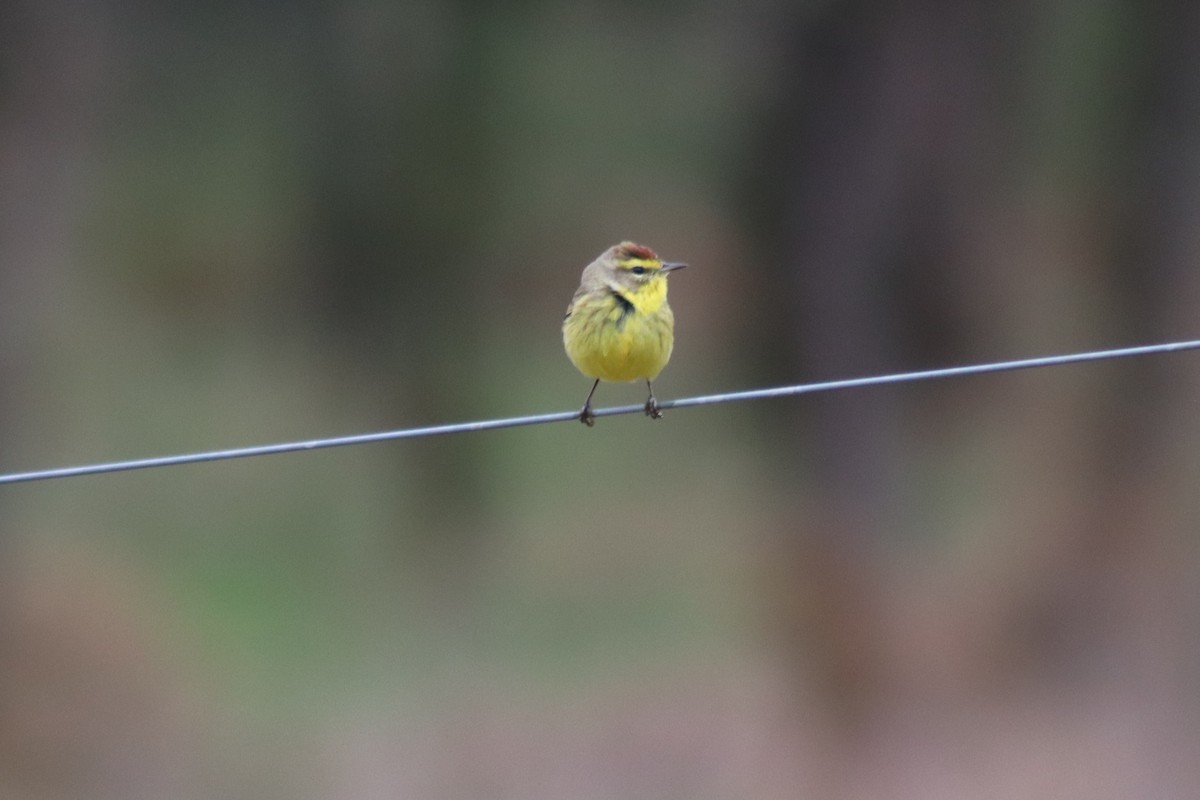 Palm Warbler - ML616445761