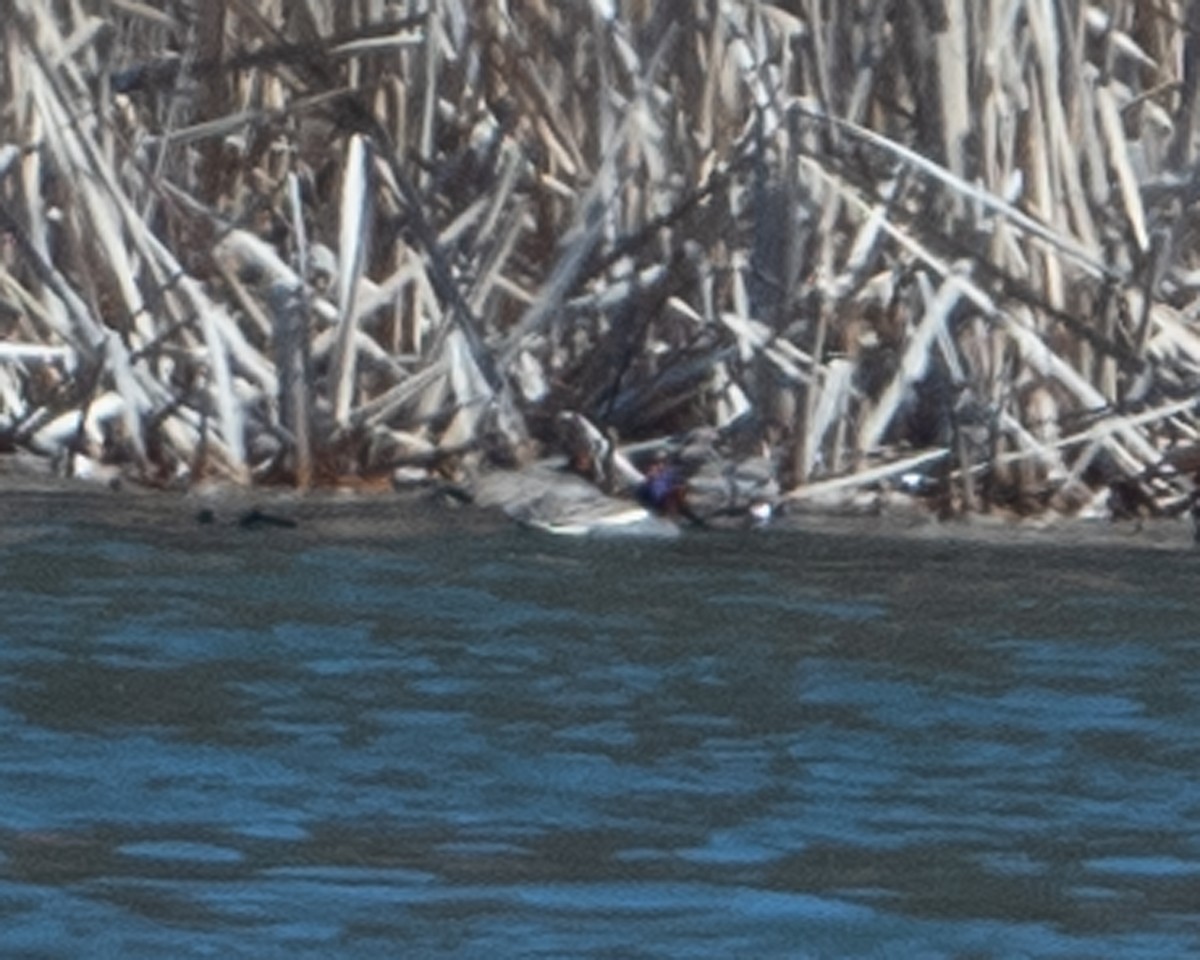 Green-winged Teal (Eurasian x American) - ML616445762