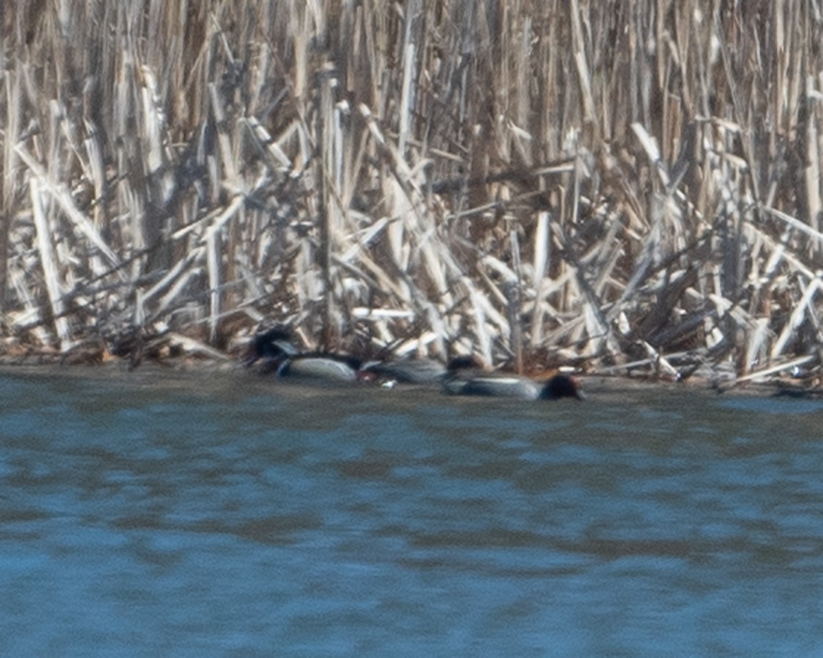 Green-winged Teal (Eurasian x American) - ML616445763