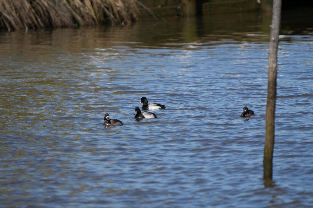 Lesser Scaup - Tony Birder