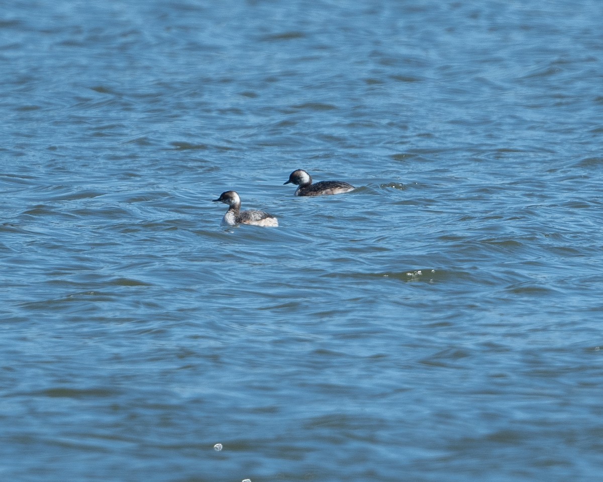 Horned Grebe - ML616445797