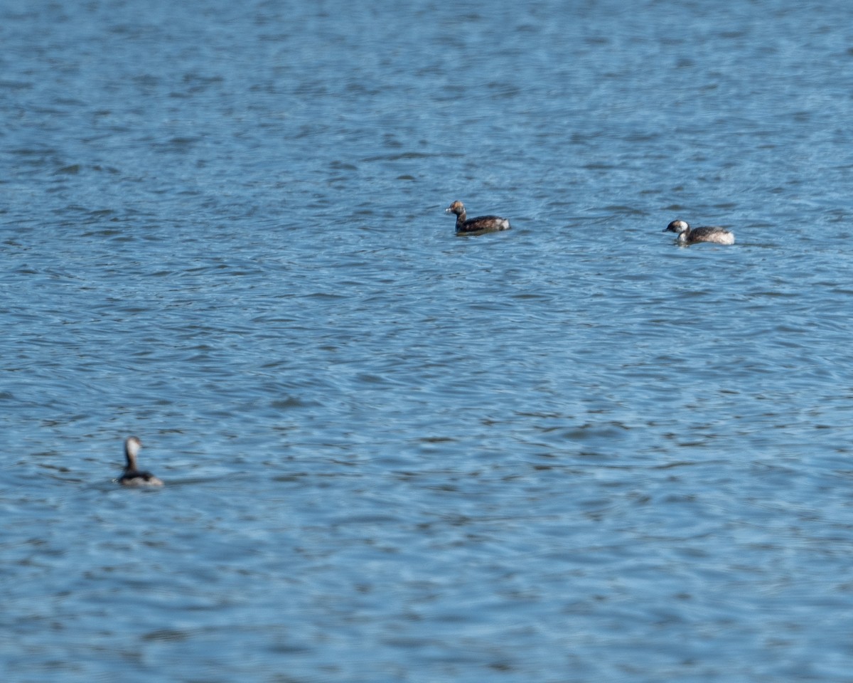 Horned Grebe - ML616445798
