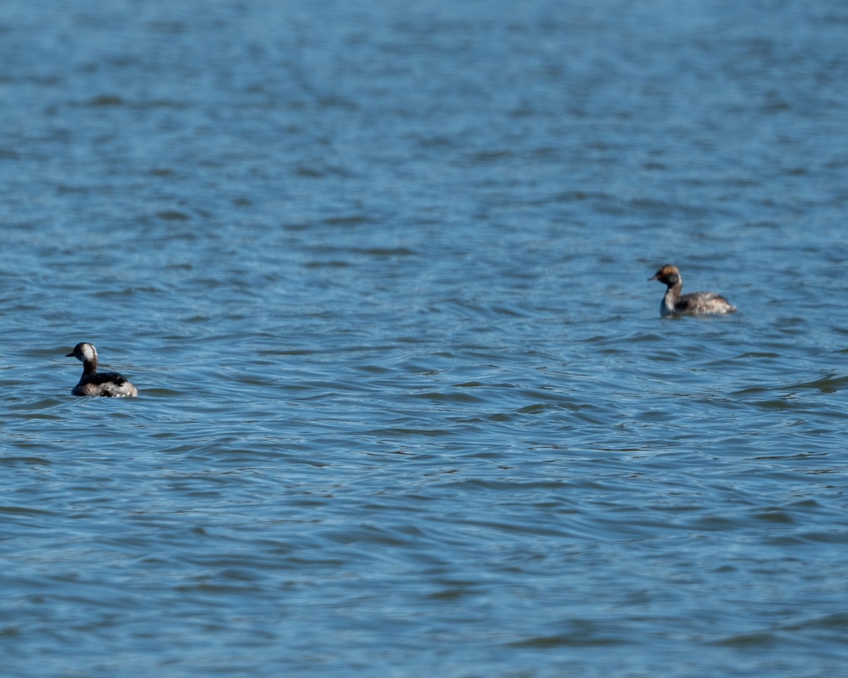 Horned Grebe - ML616445799