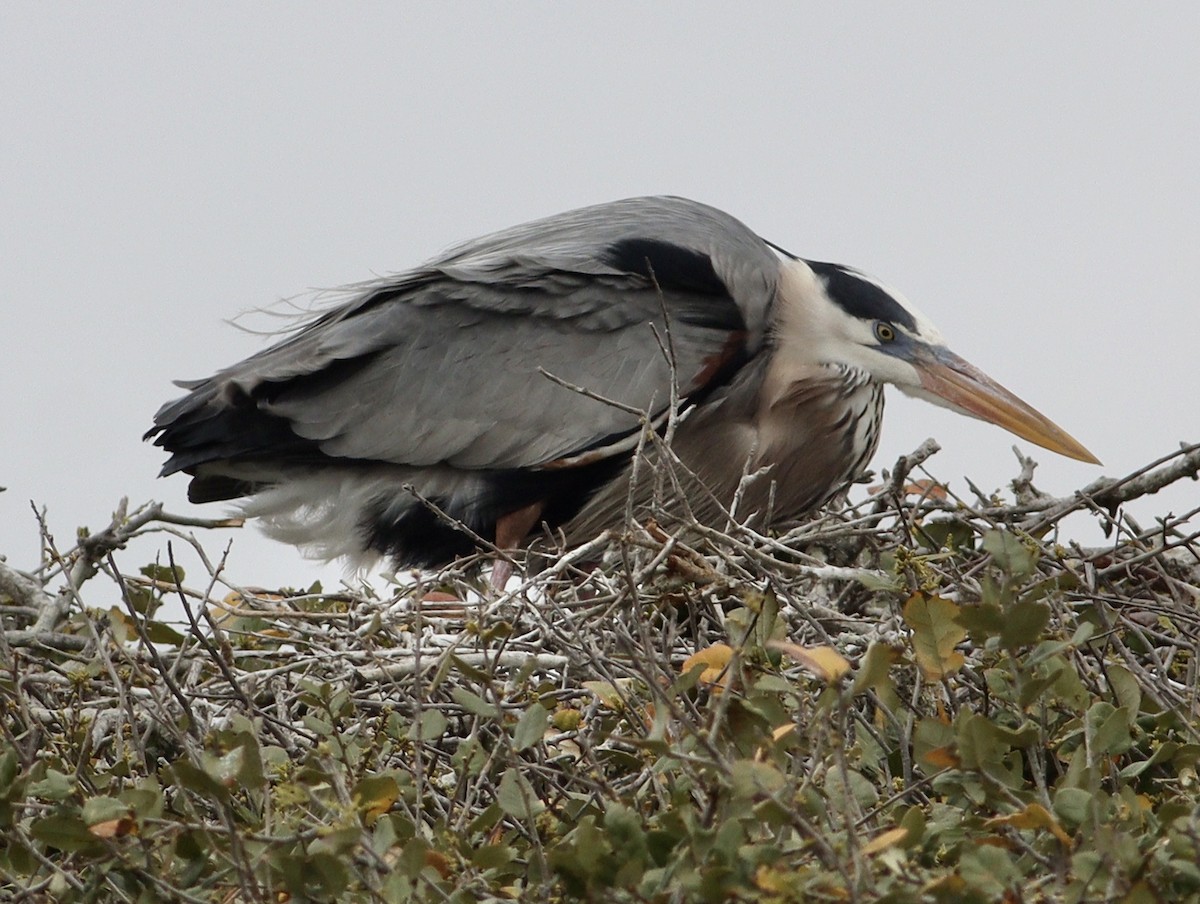 Great Blue Heron - Rhonda Desormeaux