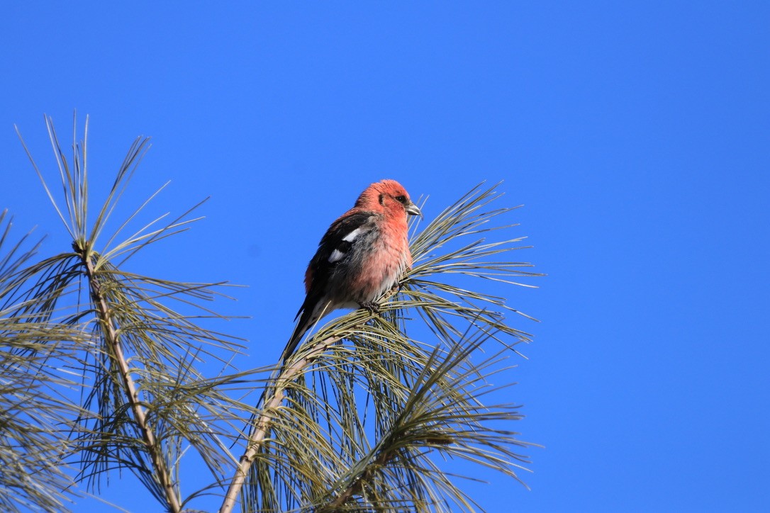 White-winged Crossbill - ML616445838