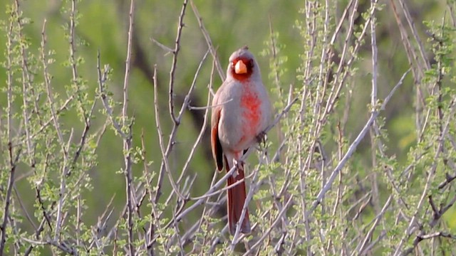 ørkenkardinal - ML616445842