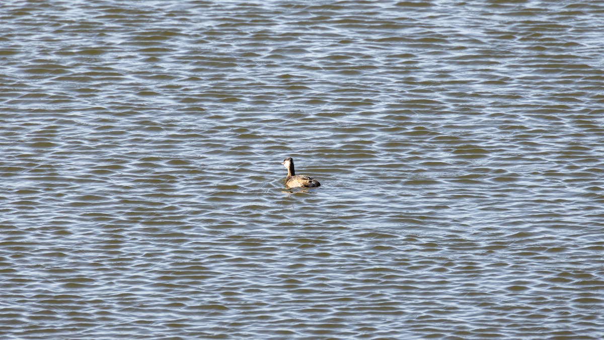 White-tufted Grebe - ML616445843