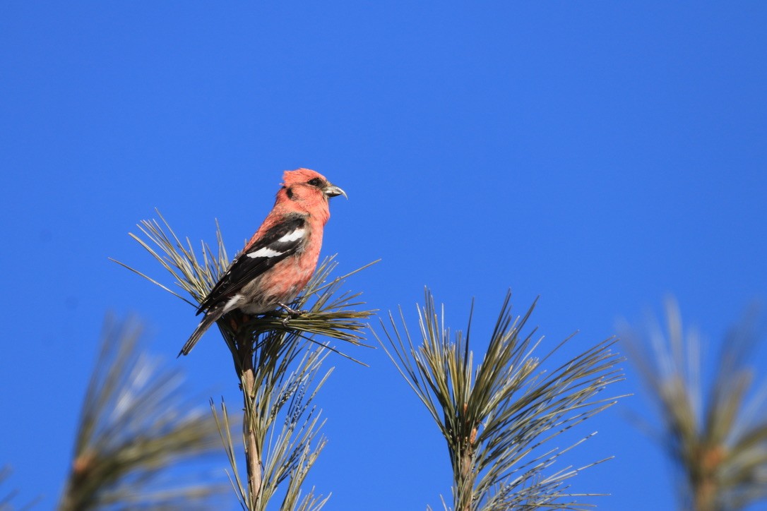 White-winged Crossbill - ML616445846