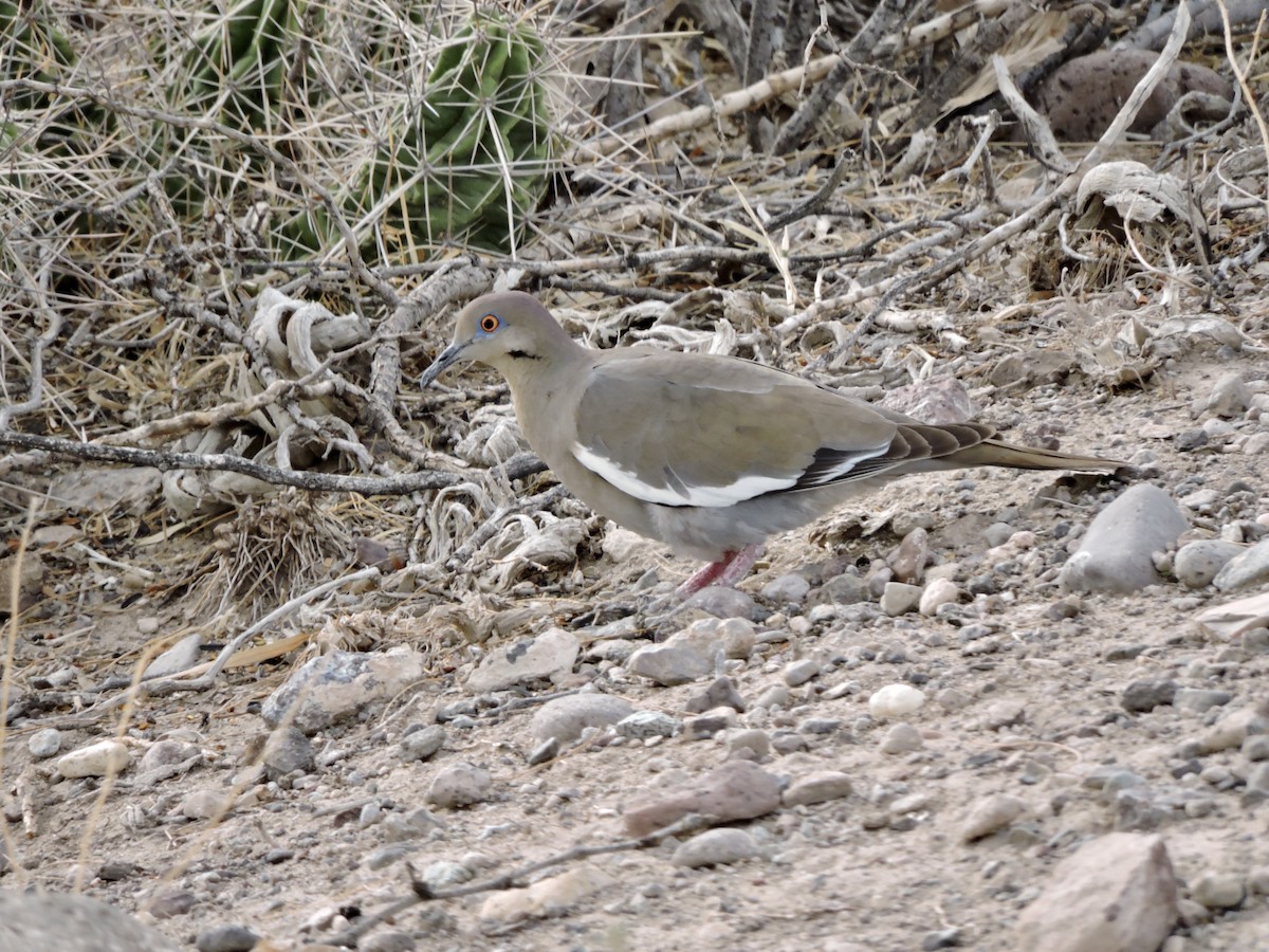 White-winged Dove - Daniel Casey