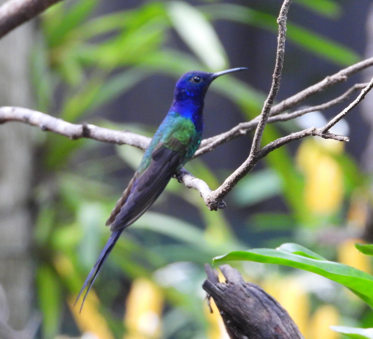 Swallow-tailed Hummingbird - Albeiro Erazo Farfán