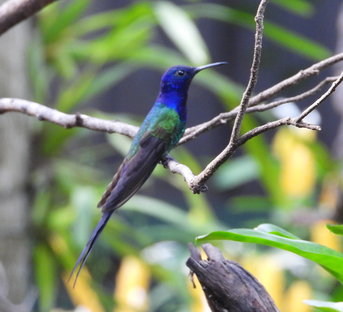 Swallow-tailed Hummingbird - ML616445890