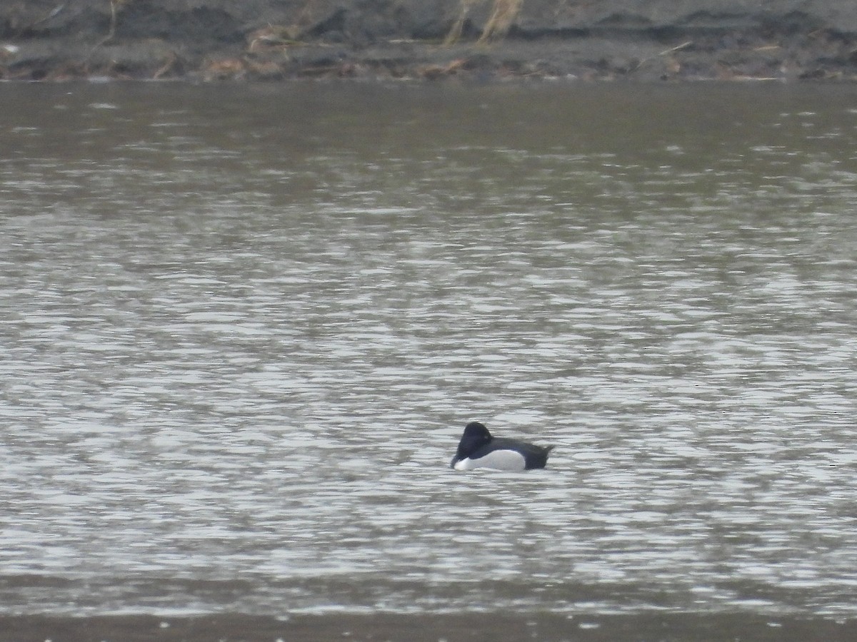 Ring-necked Duck - ML616445894