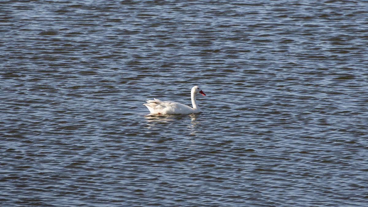 Coscoroba Swan - ML616445898