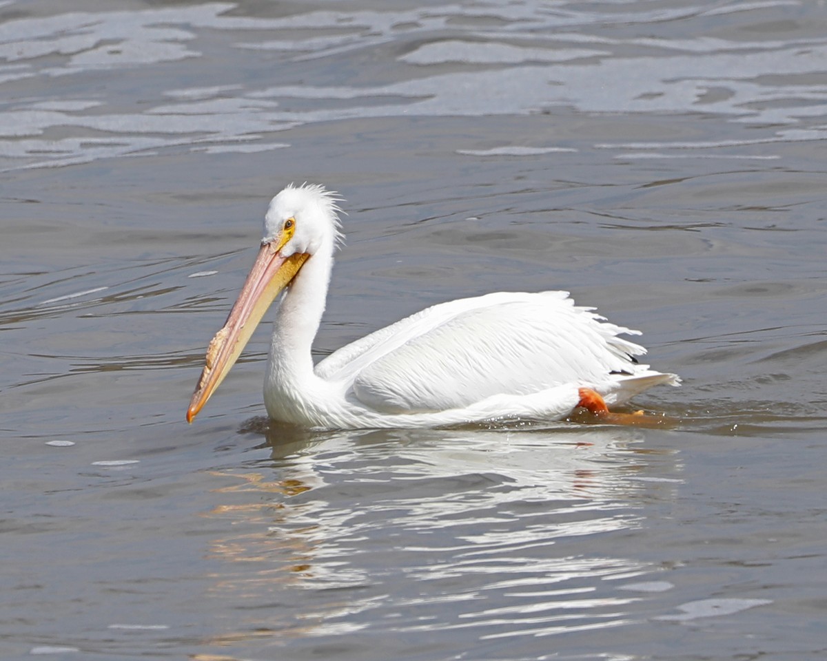 American White Pelican - ML616445958