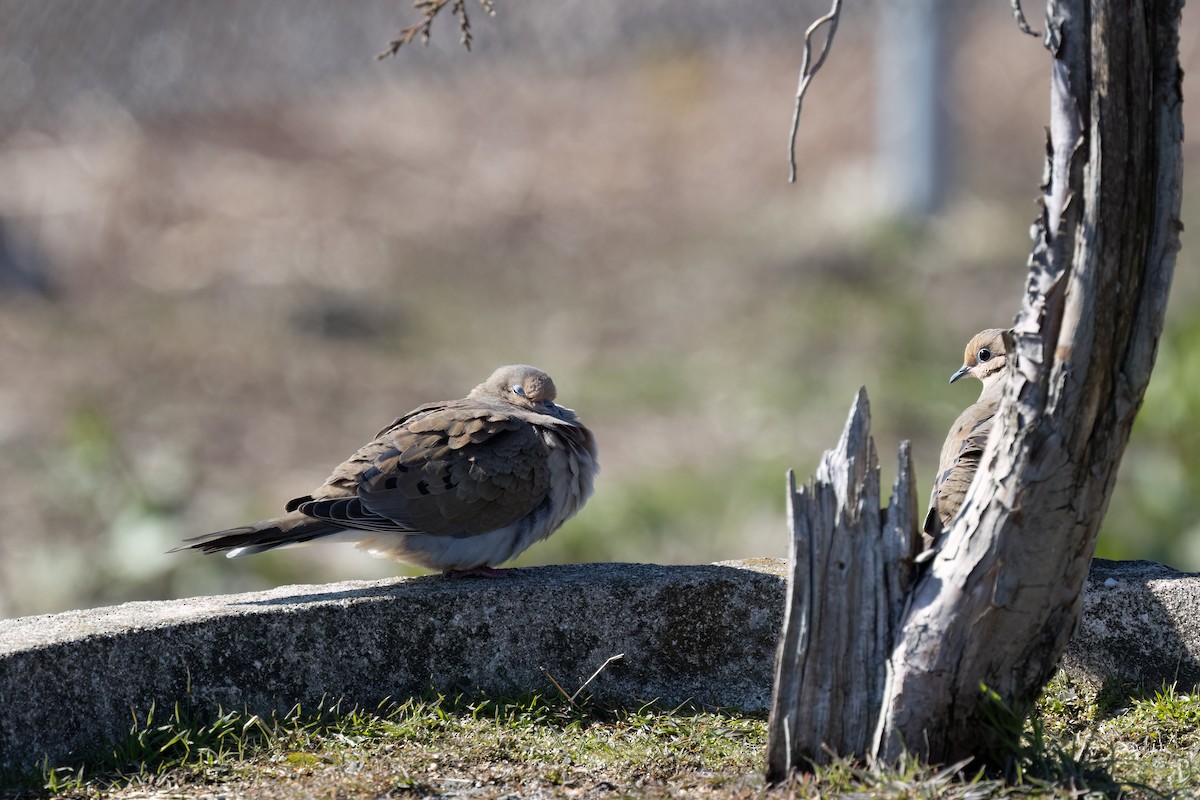 Mourning Dove - Kalpesh Krishna