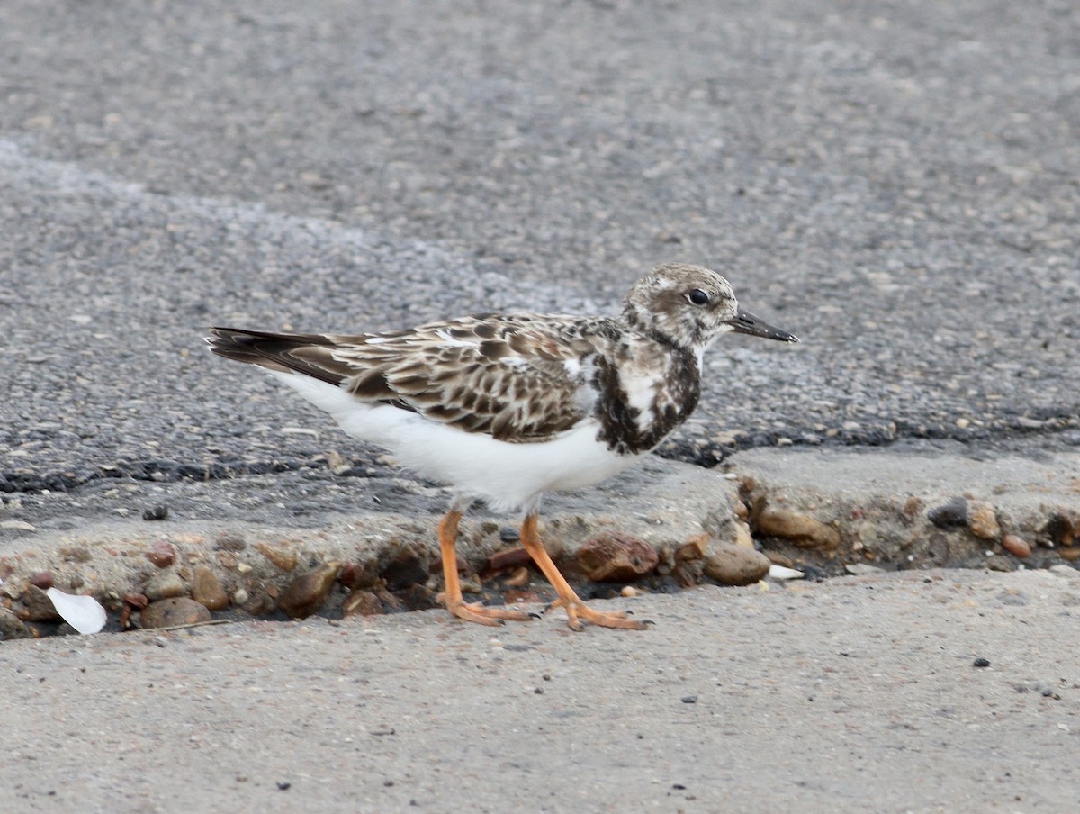 Ruddy Turnstone - ML616446038