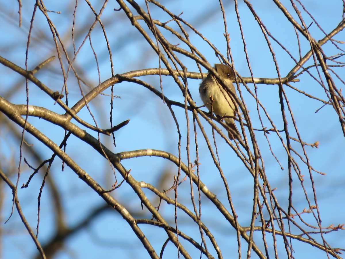 Eastern Phoebe - ML616446047