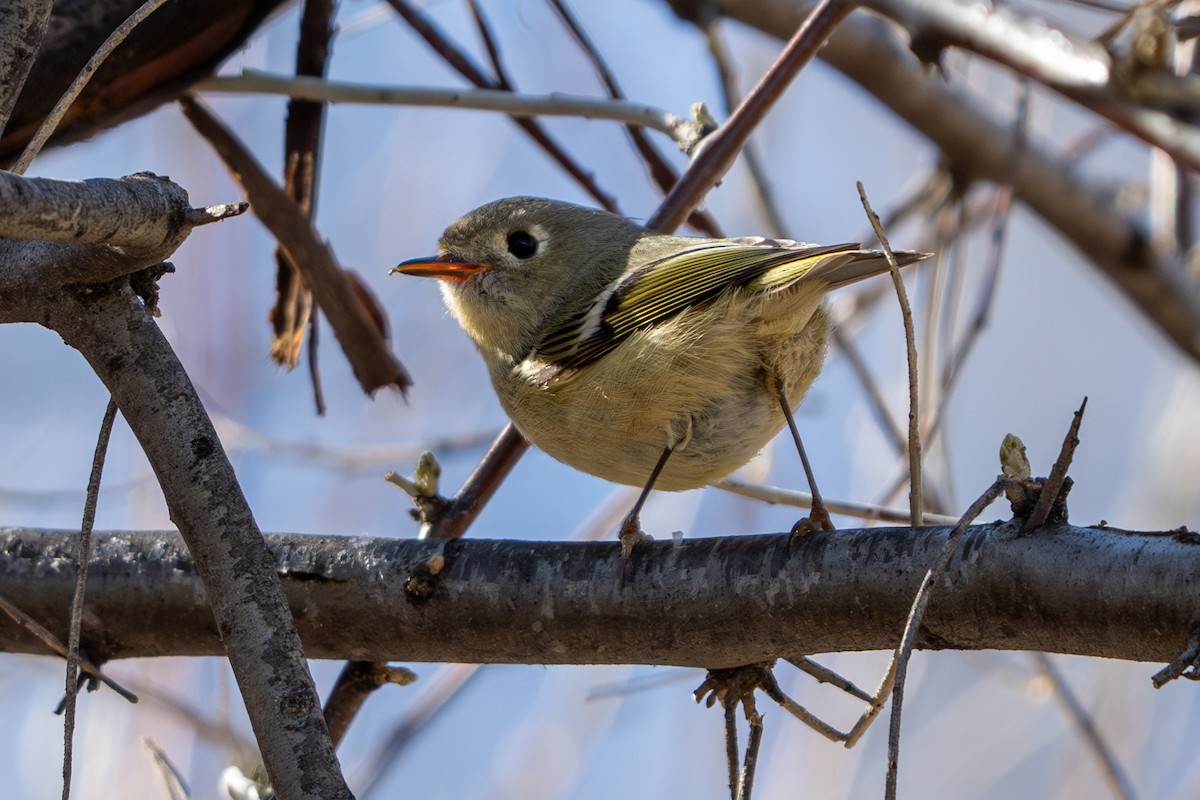 Ruby-crowned Kinglet - ML616446086