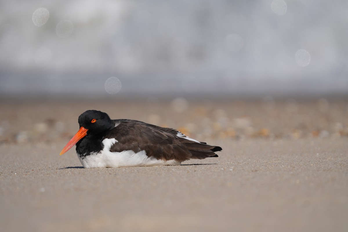 American Oystercatcher - ML616446160