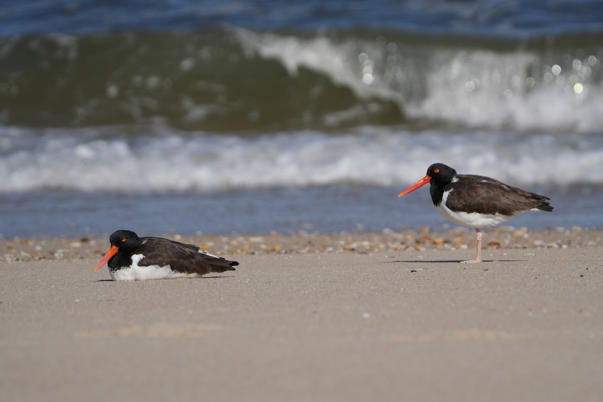 American Oystercatcher - ML616446163