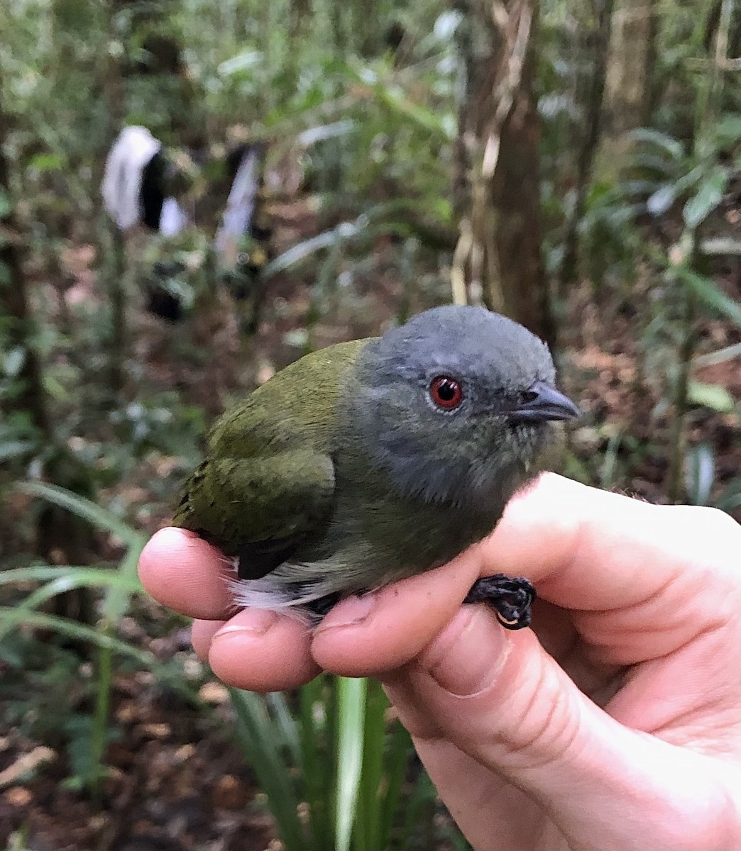 White-crowned Manakin - ML616446238