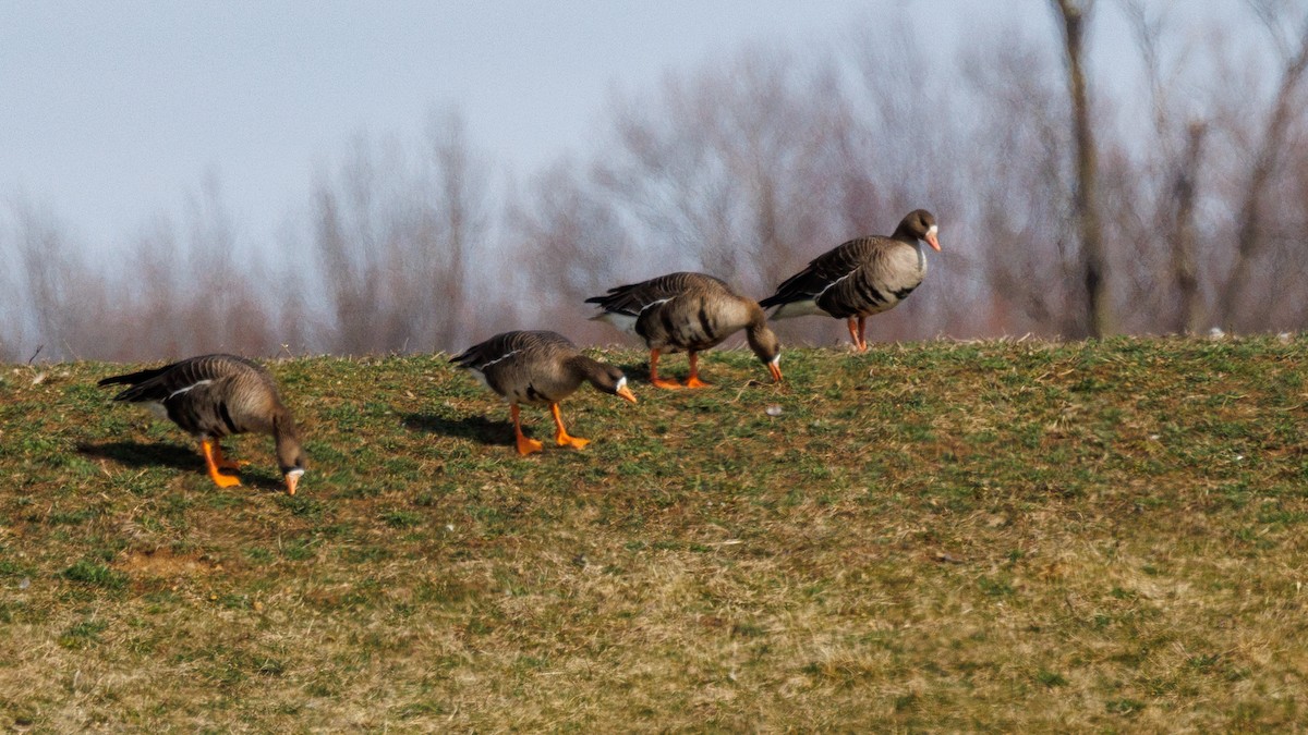 Greater White-fronted Goose - ML616446289