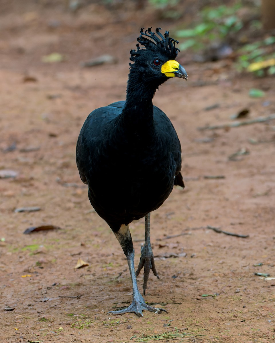 Bare-faced Curassow - Marcelo  Telles