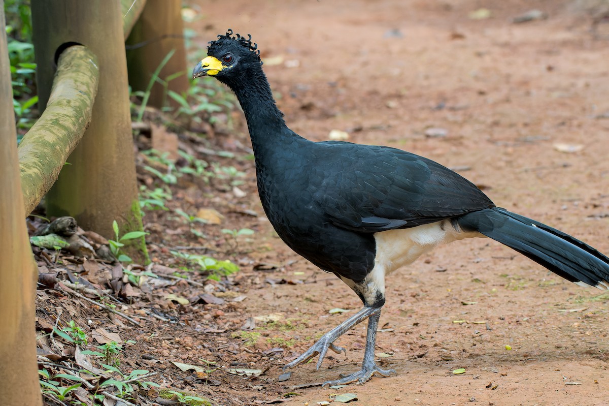 Bare-faced Curassow - Marcelo  Telles