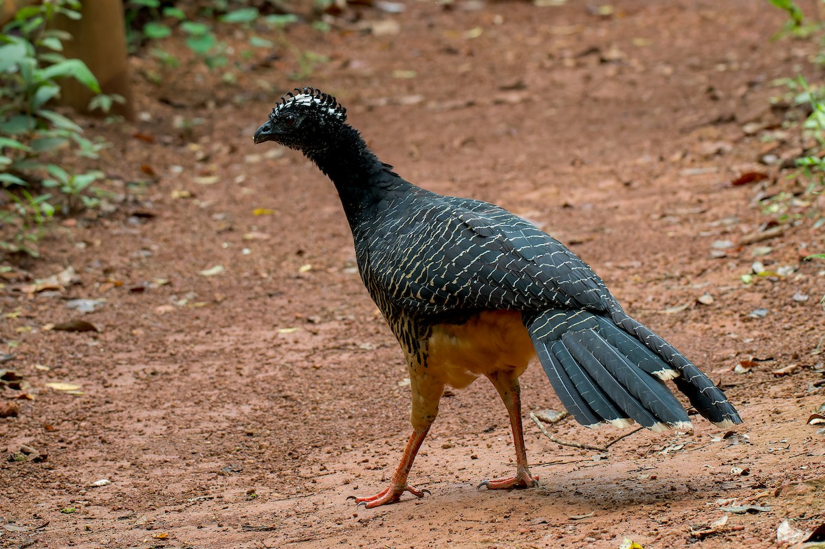 Bare-faced Curassow - Marcelo  Telles