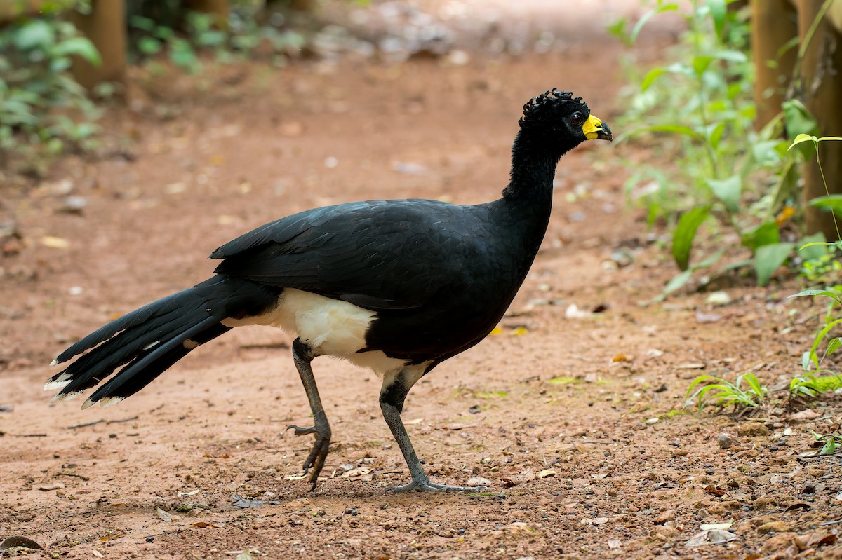 Bare-faced Curassow - Marcelo  Telles