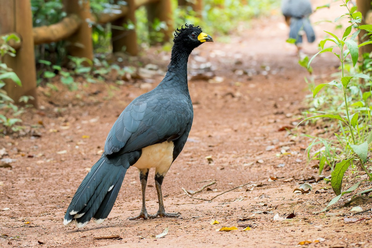 Bare-faced Curassow - Marcelo  Telles