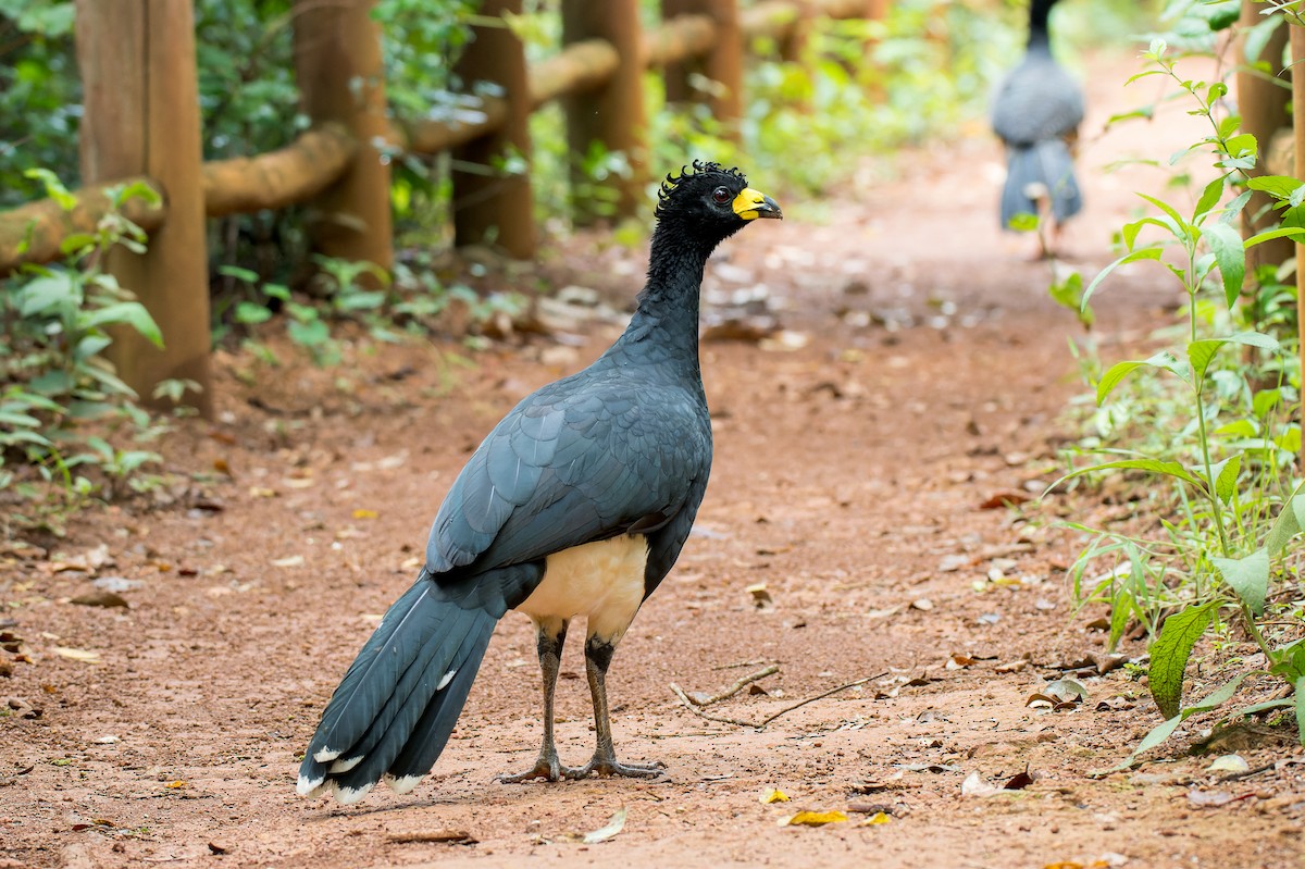 Bare-faced Curassow - Marcelo  Telles