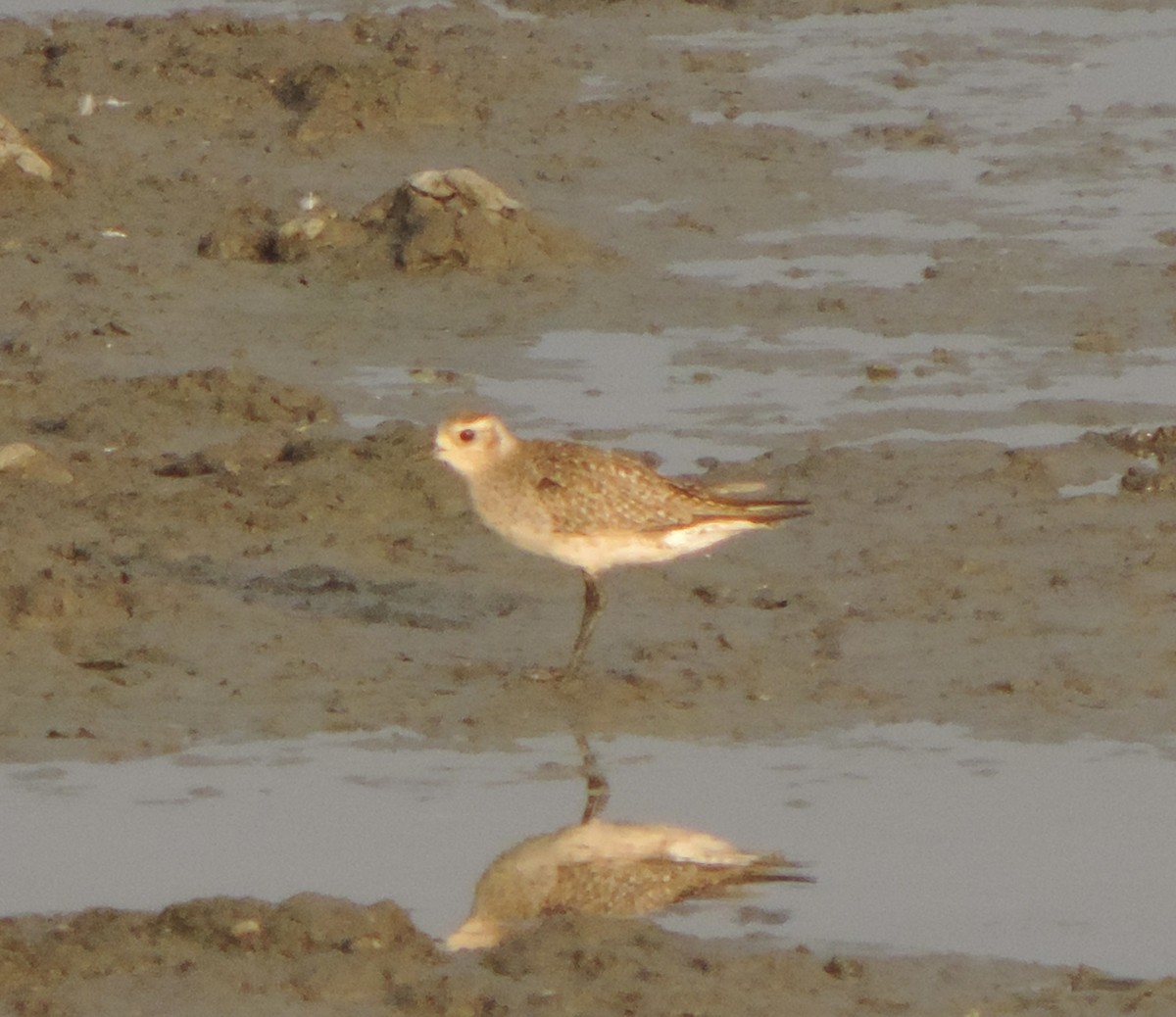 American Golden-Plover - ML616446374