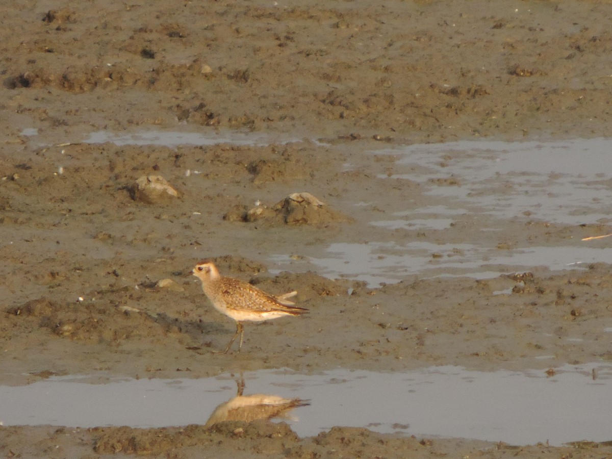 American Golden-Plover - ML616446376