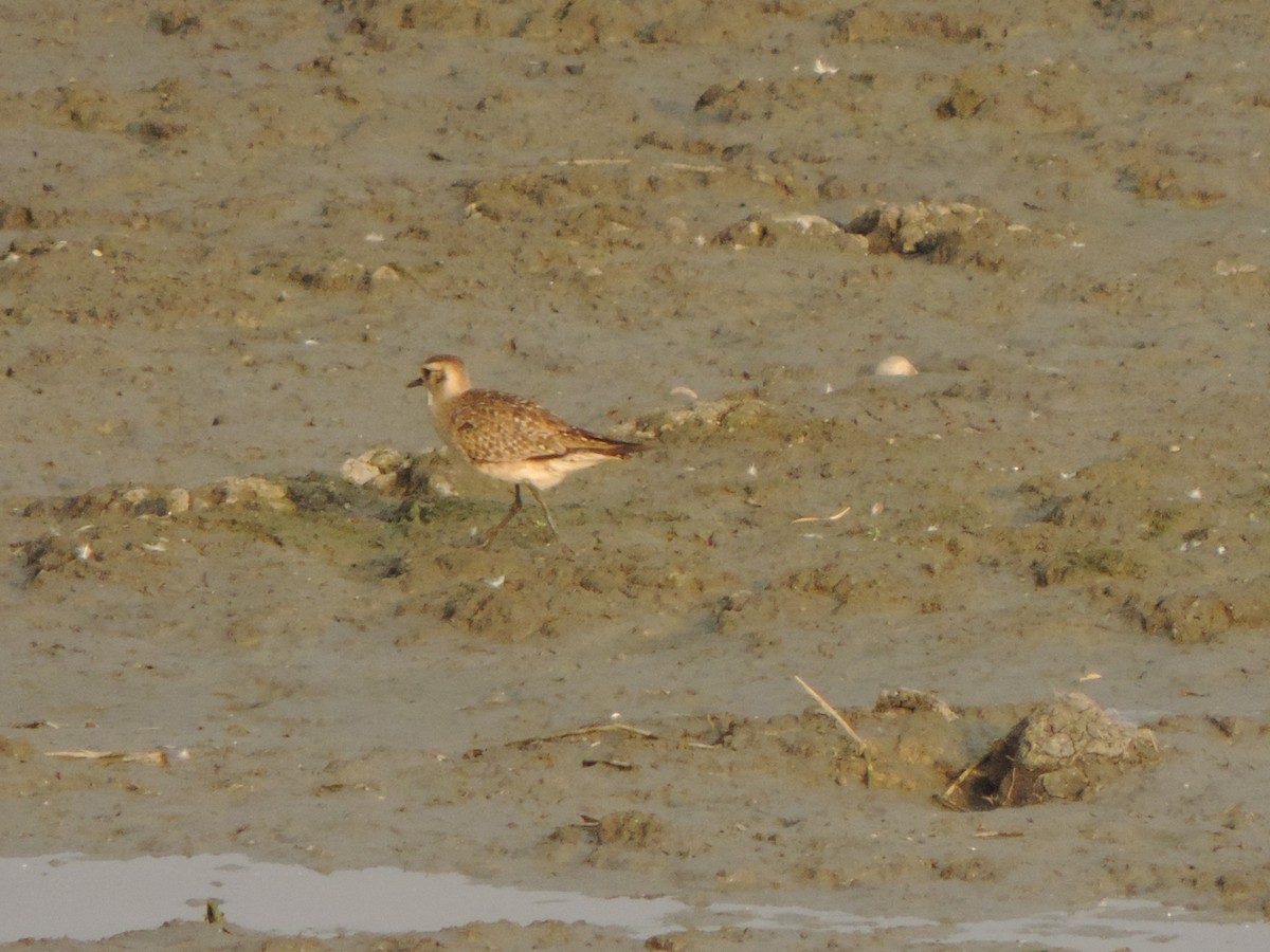 American Golden-Plover - ML616446377