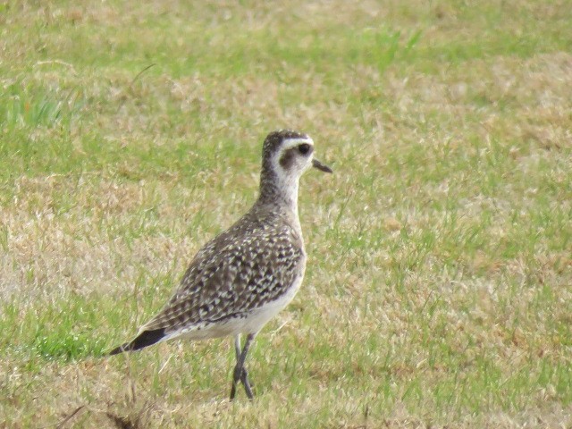 American Golden-Plover - ML616446387