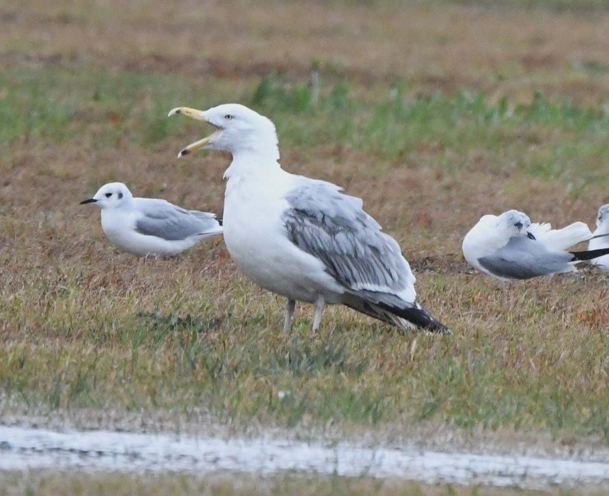 Herring Gull - ML616446395