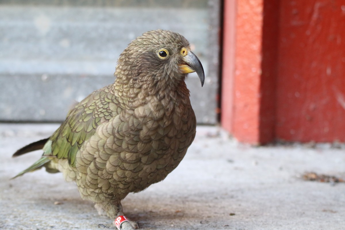 Kea - ML616446402