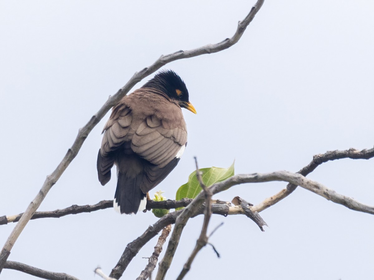 Common Myna - ML616446480